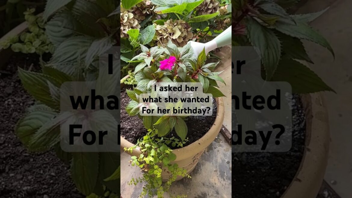 “Flowers that will last all summer” #birthdaypresent #containergardening #shorts #garden