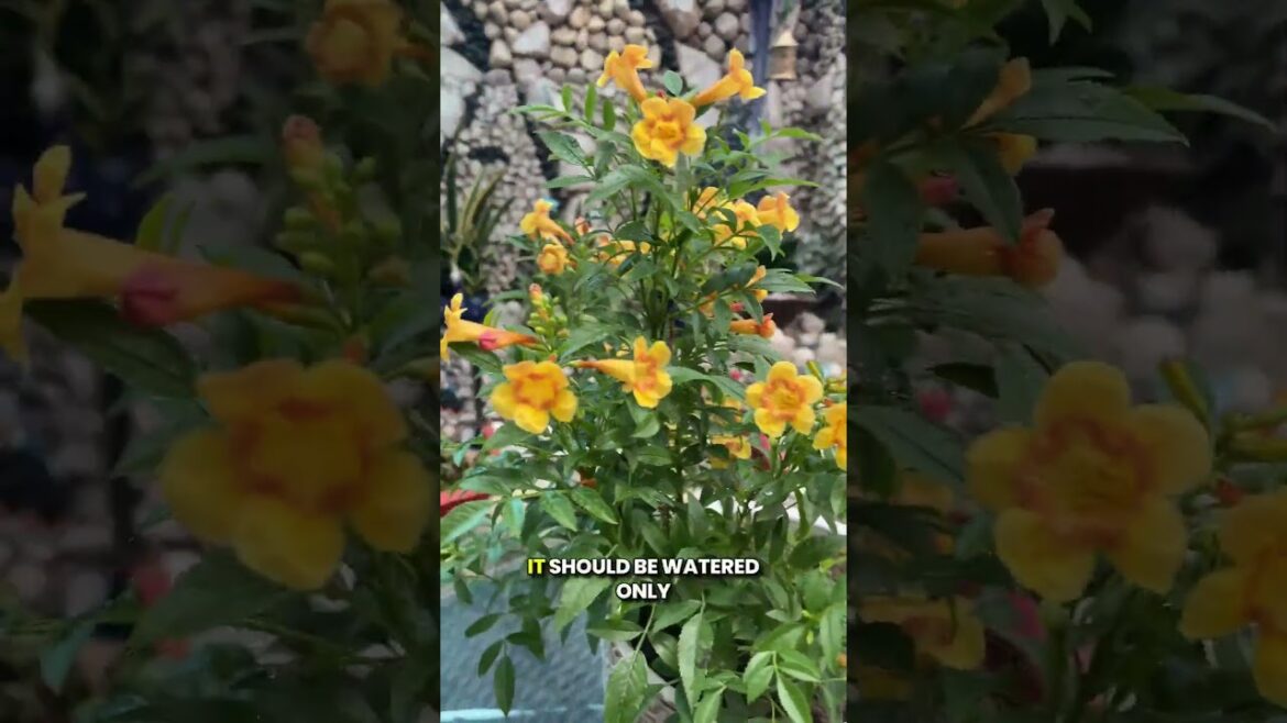 Tecoma Care Made Easy: Secret to Non-Stop Blooms!๐บ #tecoma #gardeningtips #summercare Tecoma Care Made Easy: Secret to Non-Stop Blooms!๐บ #tecoma #gardeningtips #summercare