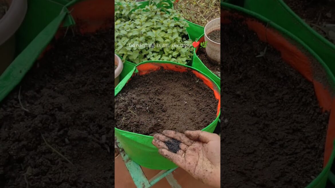 Garden Therapy❤️🌿 #garderningtips #garden #containergardening #sowing #youtubeshorts #shortsvideo