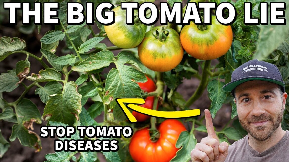 The BIG TOMATO LIE: Why Tomato Plants REALLY Get Disease & Pests (And How To Stop It) The BIG TOMATO LIE: Why Tomato Plants REALLY Get Disease & Pests (And How To Stop It)