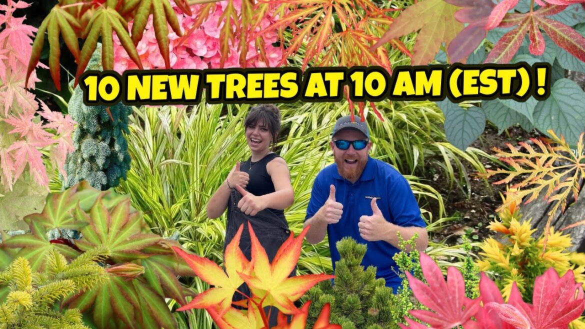 The Thumbs Up 10 New Trees at 10 AM (EST) | Japanese Maples and Conifers for the Home Garden The Thumbs Up 10 New Trees at 10 AM (EST) | Japanese Maples and Conifers for the Home Garden