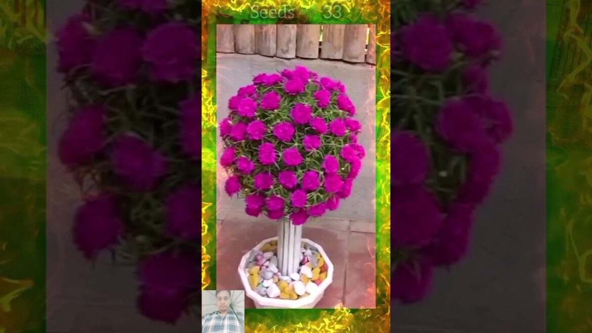 HOME GARDEN IDEA PLANTS_FLOWERS LOVE #bottlegarden #plants #shorts #seedsplants33 #garden #gardening HOME GARDEN IDEA PLANTS_FLOWERS LOVE #bottlegarden #plants #shorts #seedsplants33 #garden #gardening