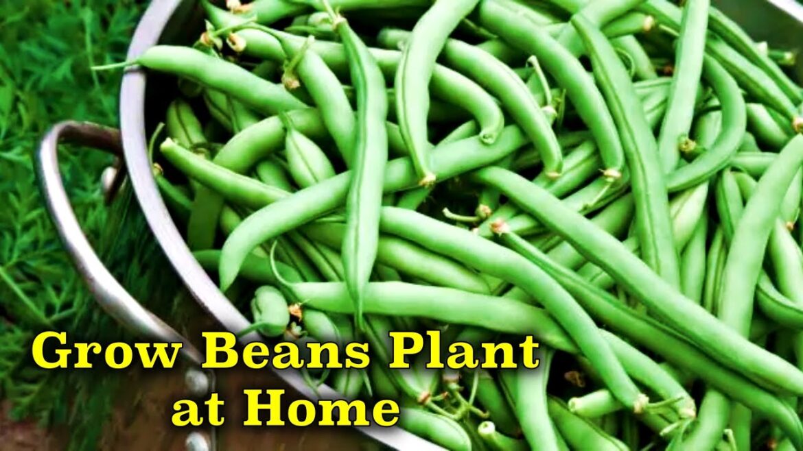 How to Grow French Beans From Seeds In Containers || Vegetable Gardening How to Grow French Beans From Seeds In Containers || Vegetable Gardening