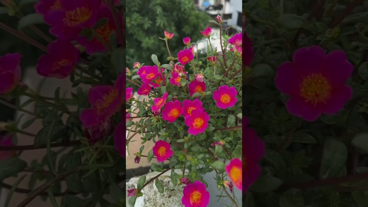 My Garden 🍀🌿❤️😍#shorts #gardening