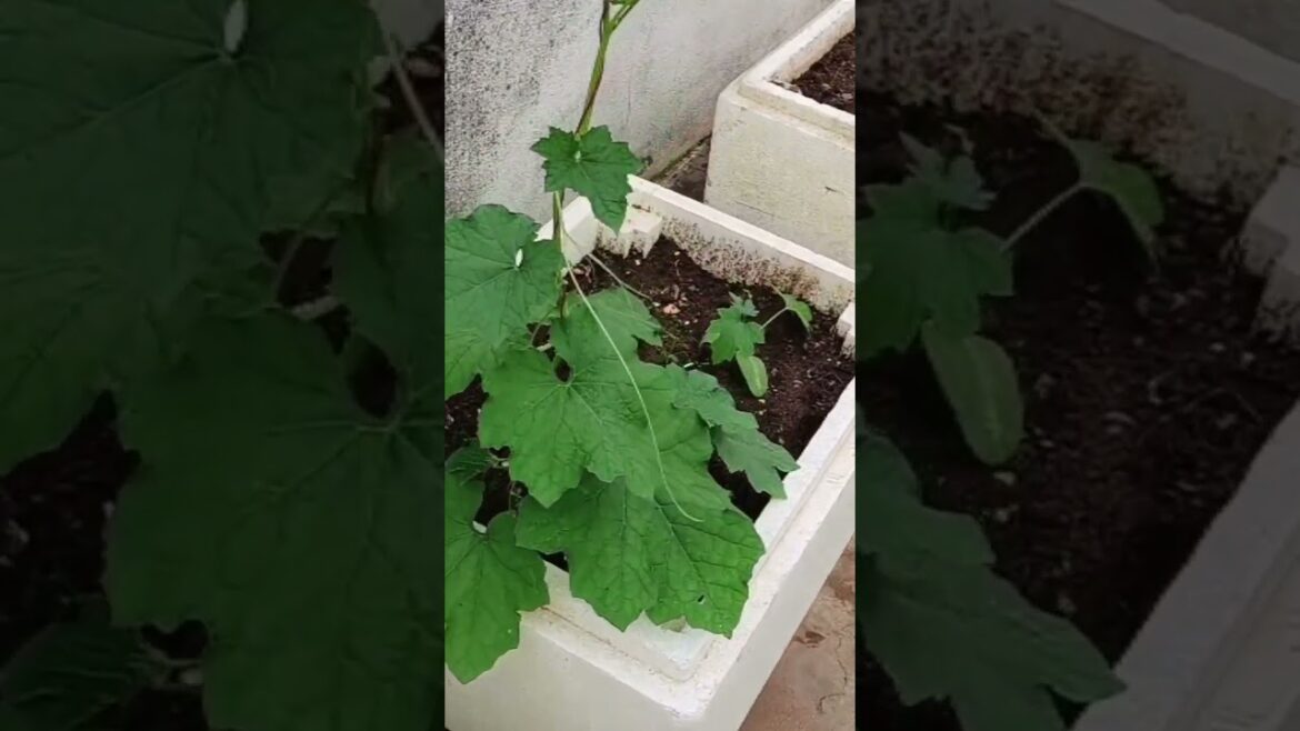 terrace garden tips #shorts #ytshorts