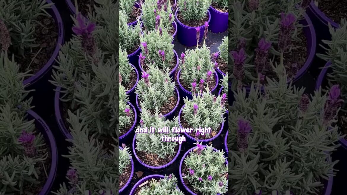 Lavender - the perfect addition to your garden!💜