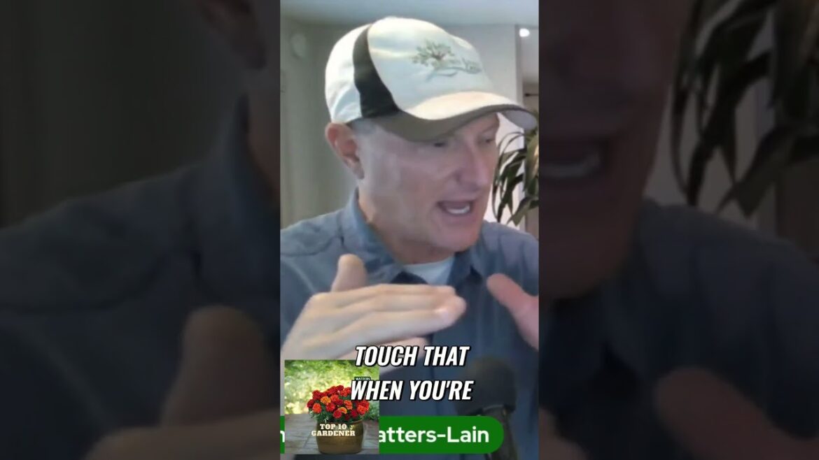 Grow Delicious Berries  - Tips for Planting and Harvesting with Expert Advice