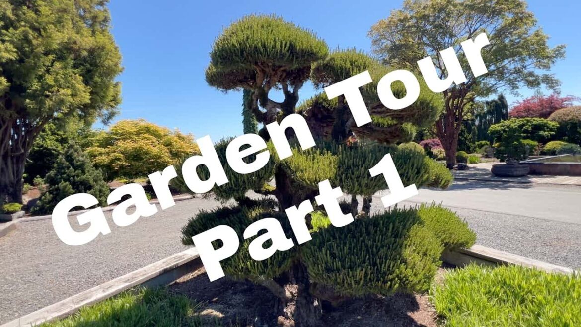 Conifer Garden Tour Iseli Nursery part 1 | Bonsai Starts and Specimens | Japanese Landscape Design Conifer Garden Tour Iseli Nursery part 1 | Bonsai Starts and Specimens | Japanese Landscape Design
