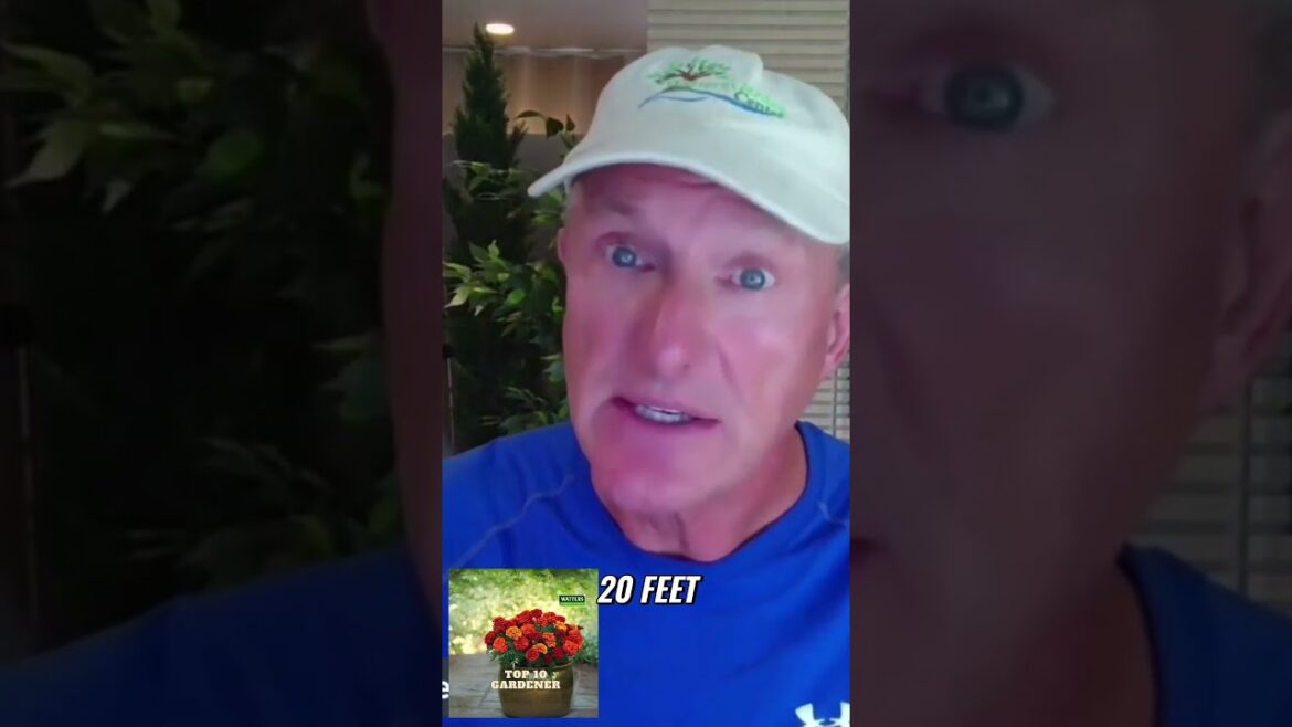 A Versatile Plant for Climbing or Ground Cover