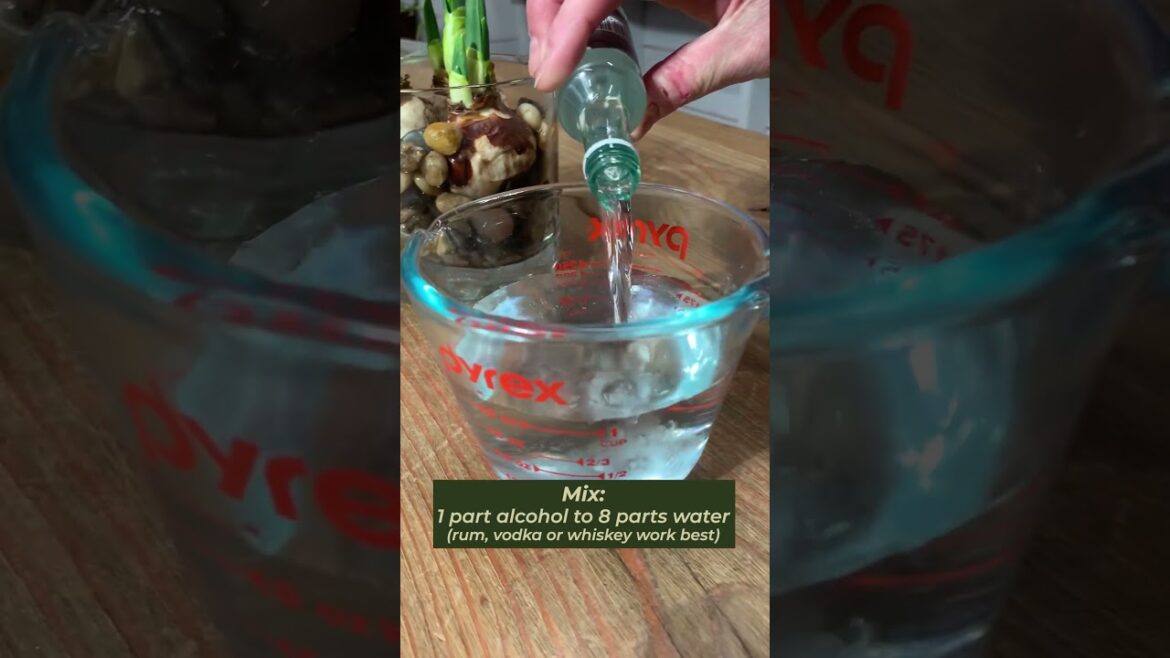 Stop Paperwhites from Flopping with this Tip! 💮 #garden #paperwhite #gardentips #flowerbulbs