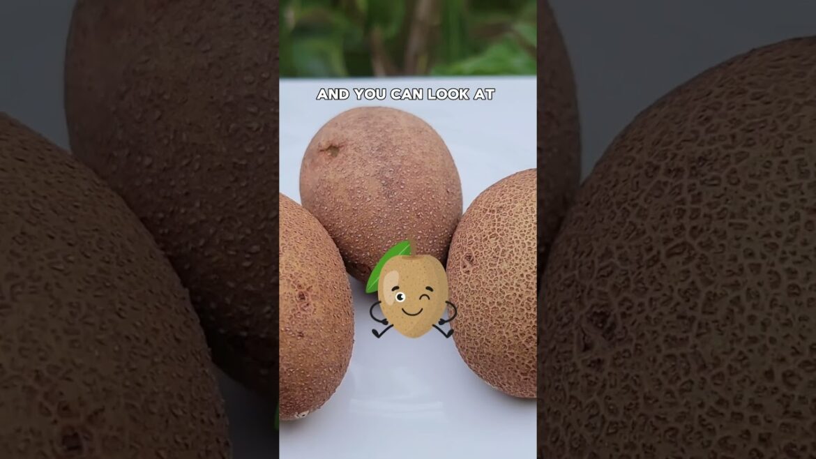Harvesting Sapodilla (Chickoo) from a Dwarf Tree: Container Gardening Tips!