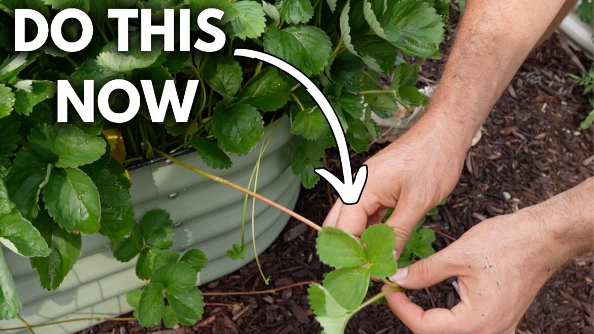 MIgardener: 3 Must Do Chores For Growing Strawberries in August 3 Must Do Chores For Growing Strawberries in August