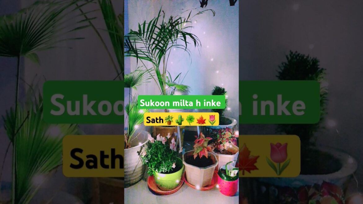 My small gardan 🪴🌵🌵 #shortvideo #plants #gardening #yt #gogreen My small gardan 🪴🌵🌵 #shortvideo #plants #gardening #yt #gogreen