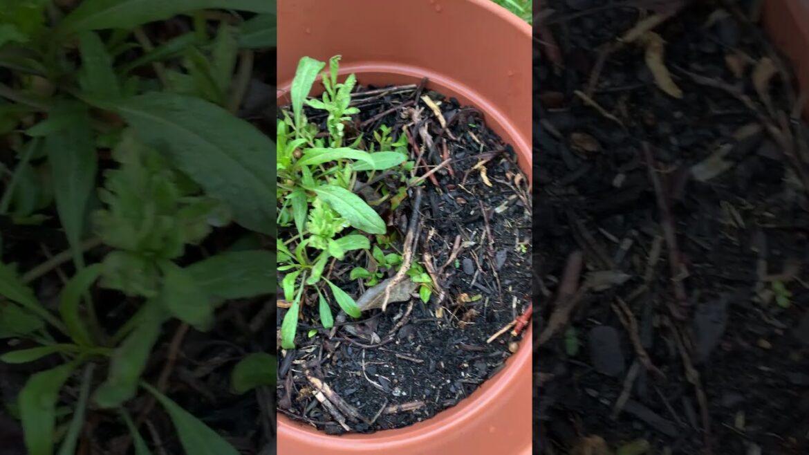 Early Spring Container Garden —The Good & The Bad! Early Spring Container Garden —The Good & The Bad!