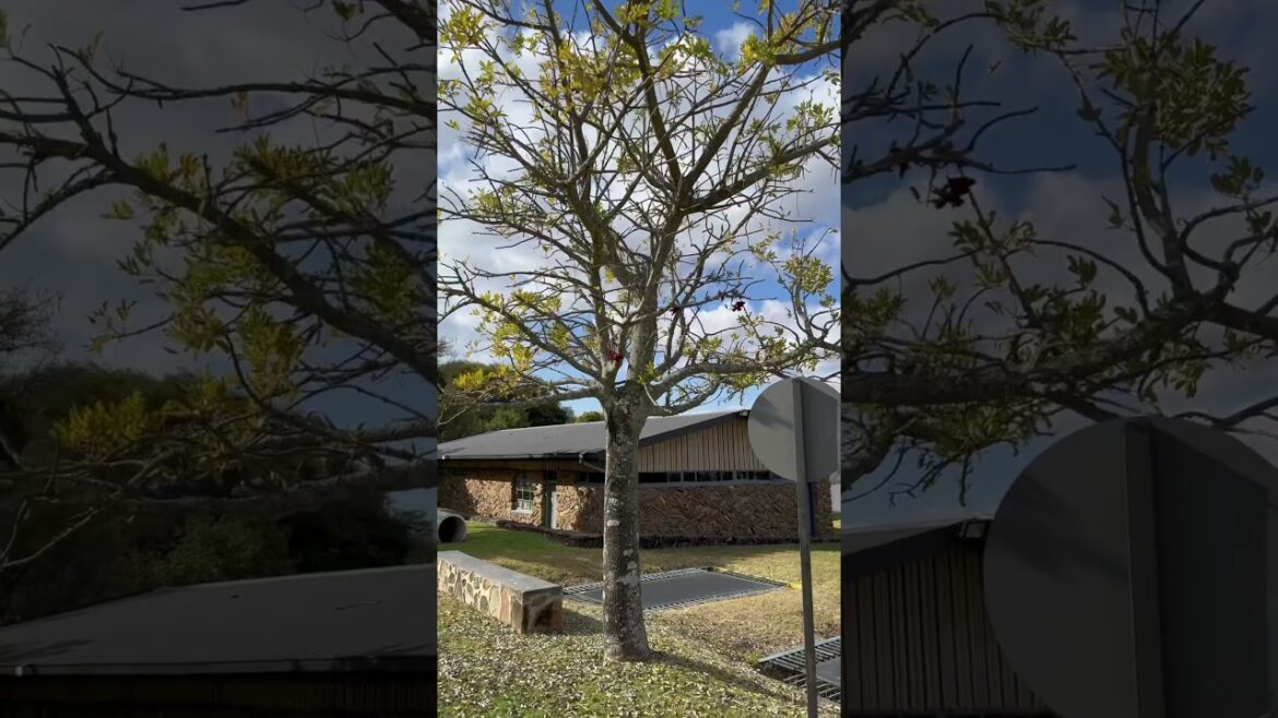 Sausage Tree 🌴 Awesome Nature #Edible #Poison #Pods