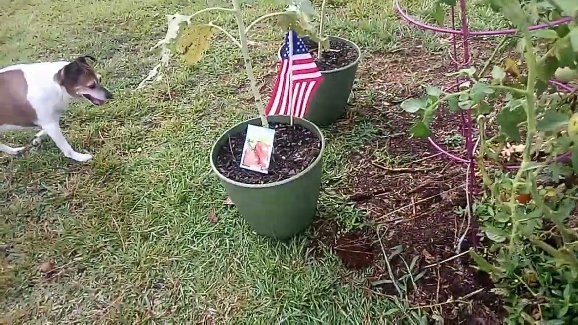 Friday New Garden Plans