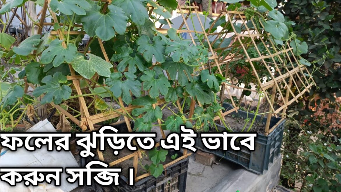 ফলের ঝুড়িতে এই ভাবে করুন সব্জি গাছ । vegetable gardening | gardening tips and tricks #gardening ফলের ঝুড়িতে এই ভাবে করুন সব্জি গাছ । vegetable gardening | gardening tips and tricks #gardening