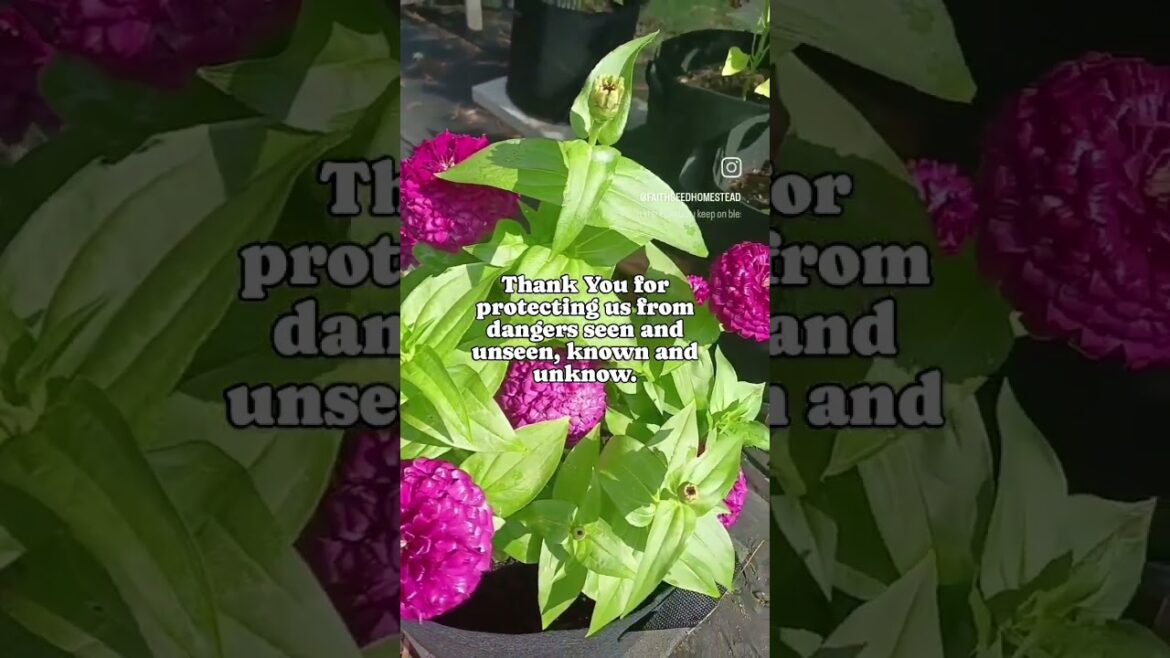 Prayer 🙏🏽 | Container Garden | Small Space Gardening 🌱 🙏🏽