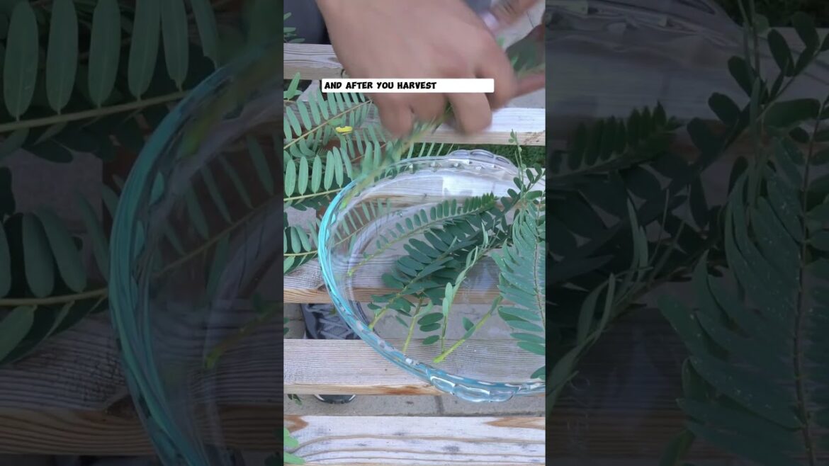 California Gardening: Harvesting & Growing Hummingbird Tree Leaves (Agati Keerai/Avisa): Nutritious Greens!” Harvesting & Growing Hummingbird Tree Leaves (Agati Keerai/Avisa): Nutritious Greens!"