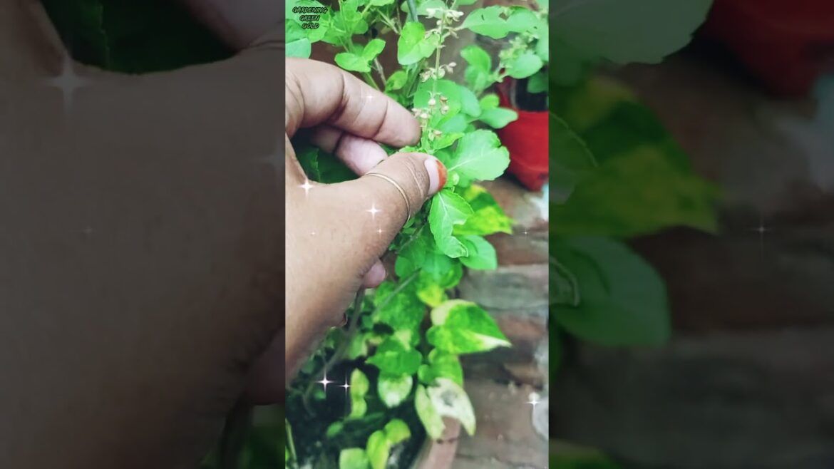 Tulsi plant care and growth||#tulsi#shorts#gardening#plants#gardeningtips#youtubesurch#youtubeshorts