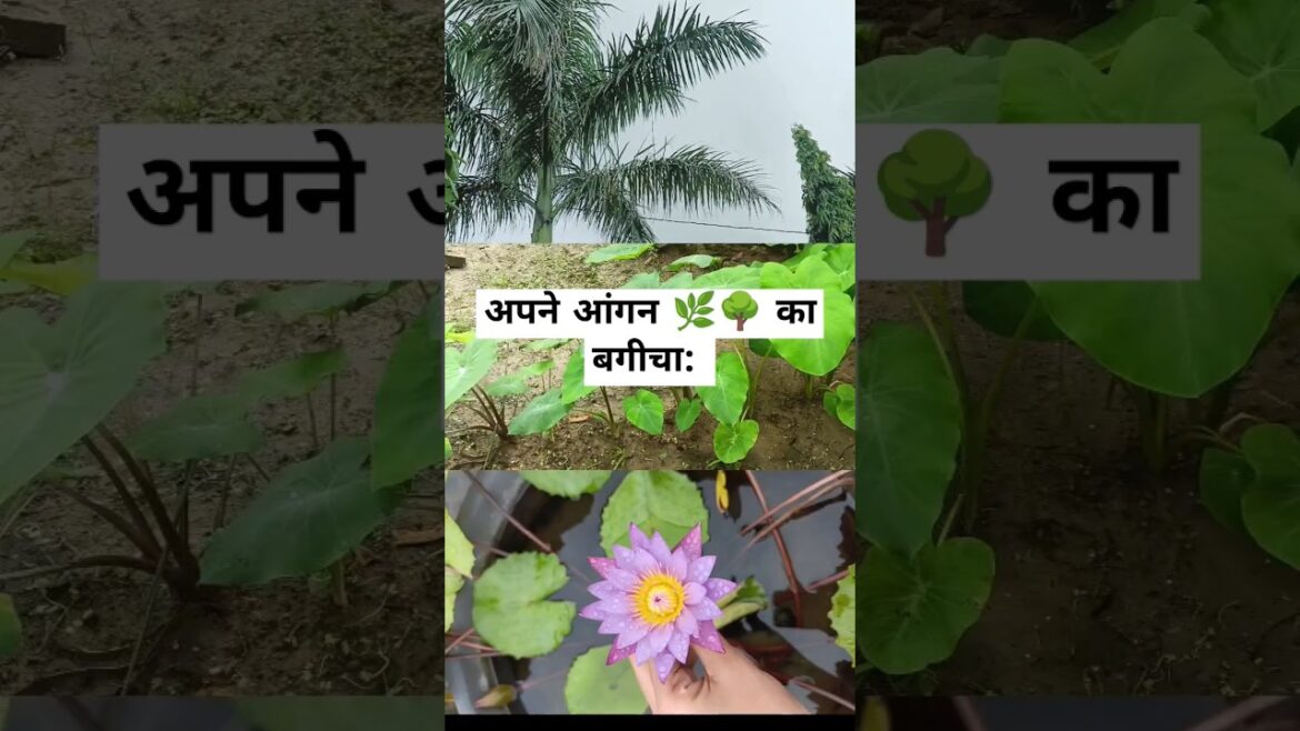 घर का बगीचा:🌿🪴#shorts#shortvideo #gardening #gardeningtips