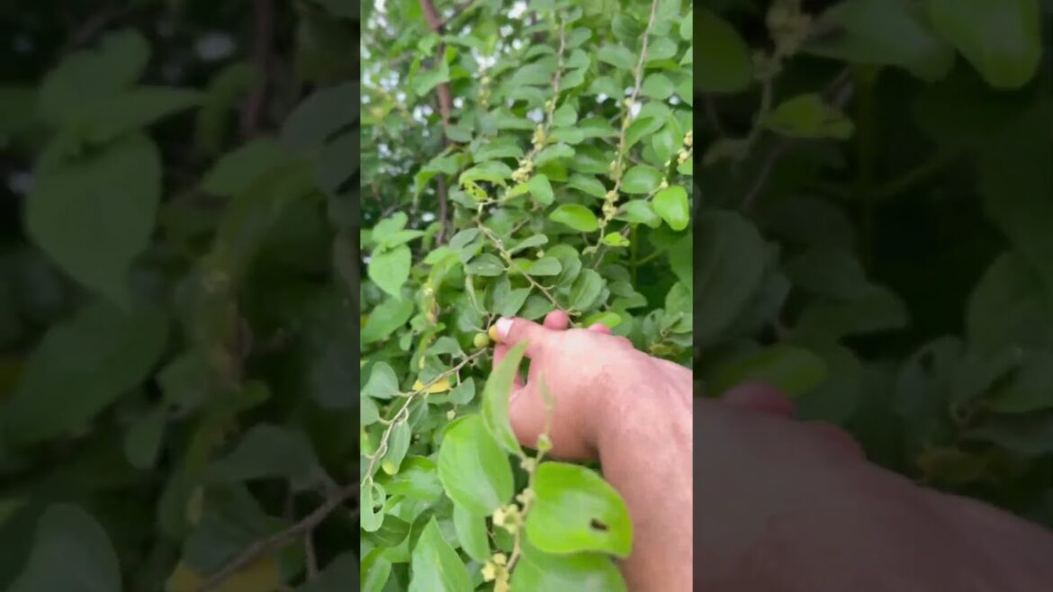 Avoid These Deadly Wild Berries #wild food #Sohi homestead #small scale homestead #urban homstead