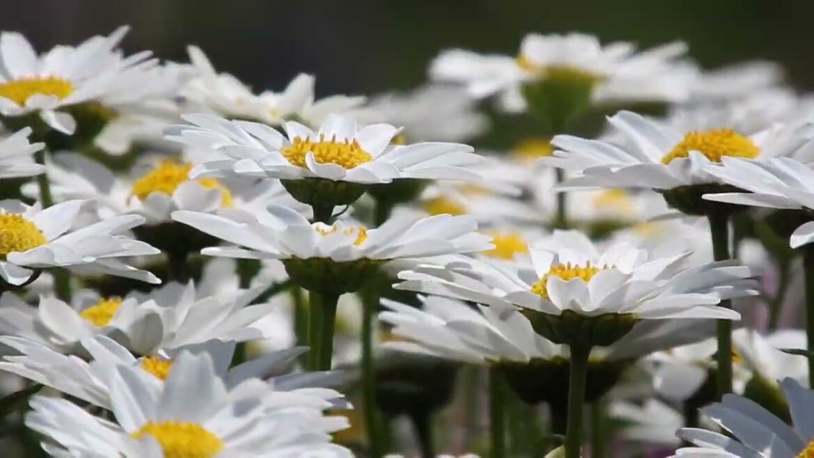 Proven Tips for Growing Shasta Daisies: A Gardener's Guide