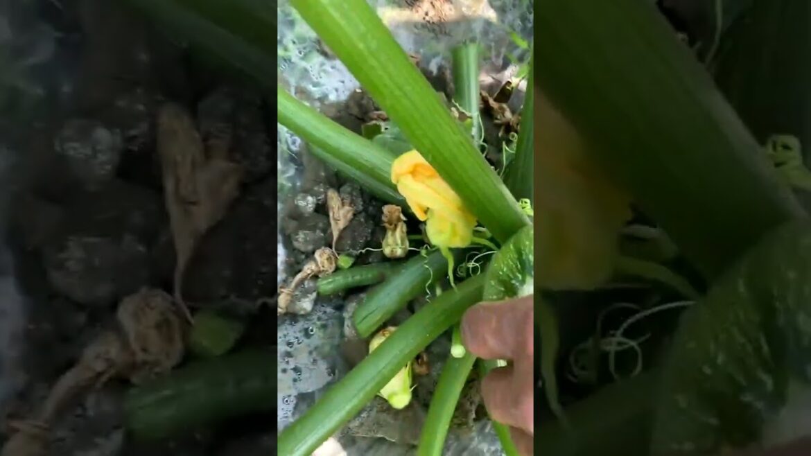 3330 🌵🌿🍈🌽🍍 #landwirtschaft #organic #CountryDreams #countryside #justbreathe