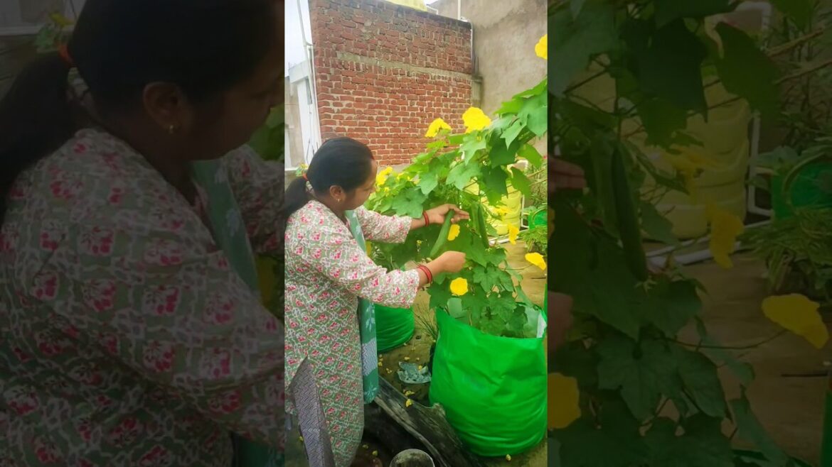 terrace garden harvest #shortvideo #vegetableharvesting #shorts #viralvideo #gardening #vegetables