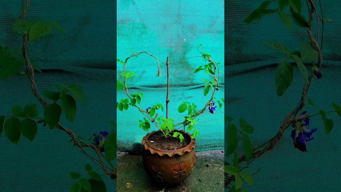 Aparajita || Garden || Flower || Gardening #shortvideo