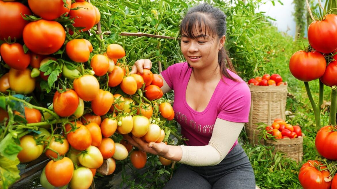 Harvesting Tomatoes Goes To Market Sell - Vegetable Gardening | New Free Bushcraft