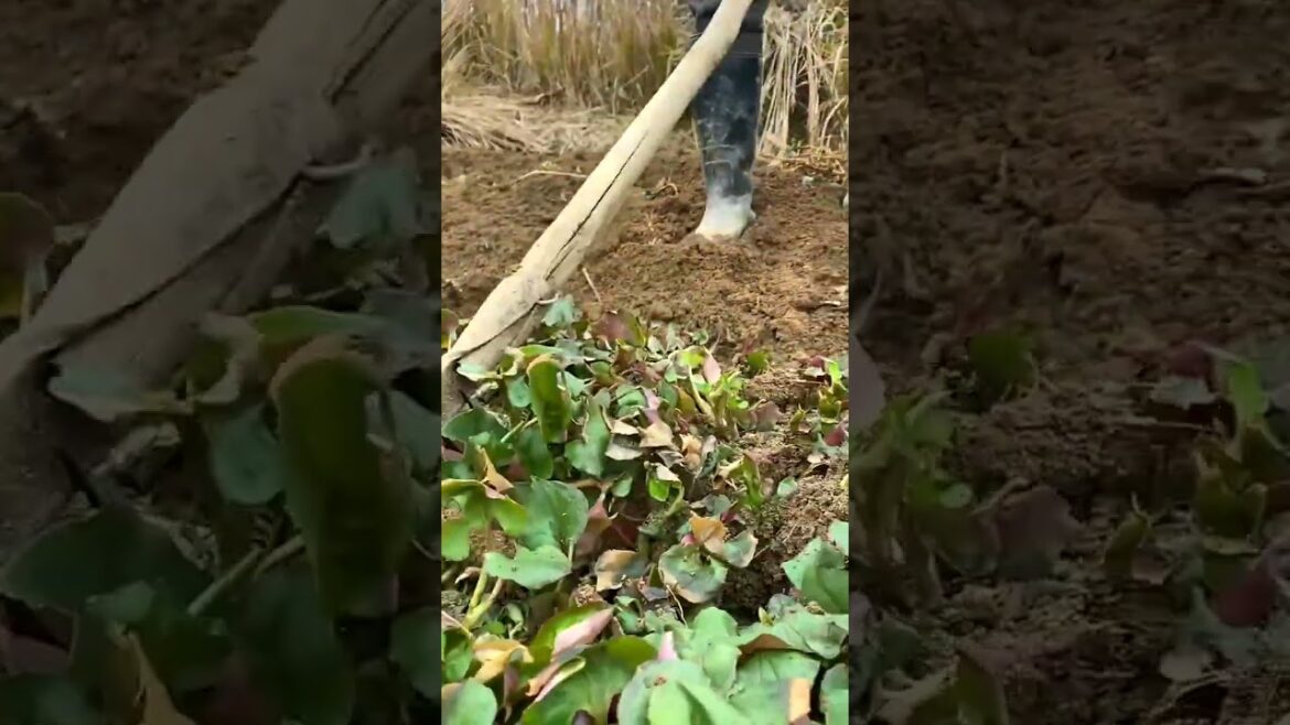 3331 🍍🍈🌺🍁🍏 #farmers #SereneLandscapes #naturephotography #CountryLivingGoals #landwirtschaft