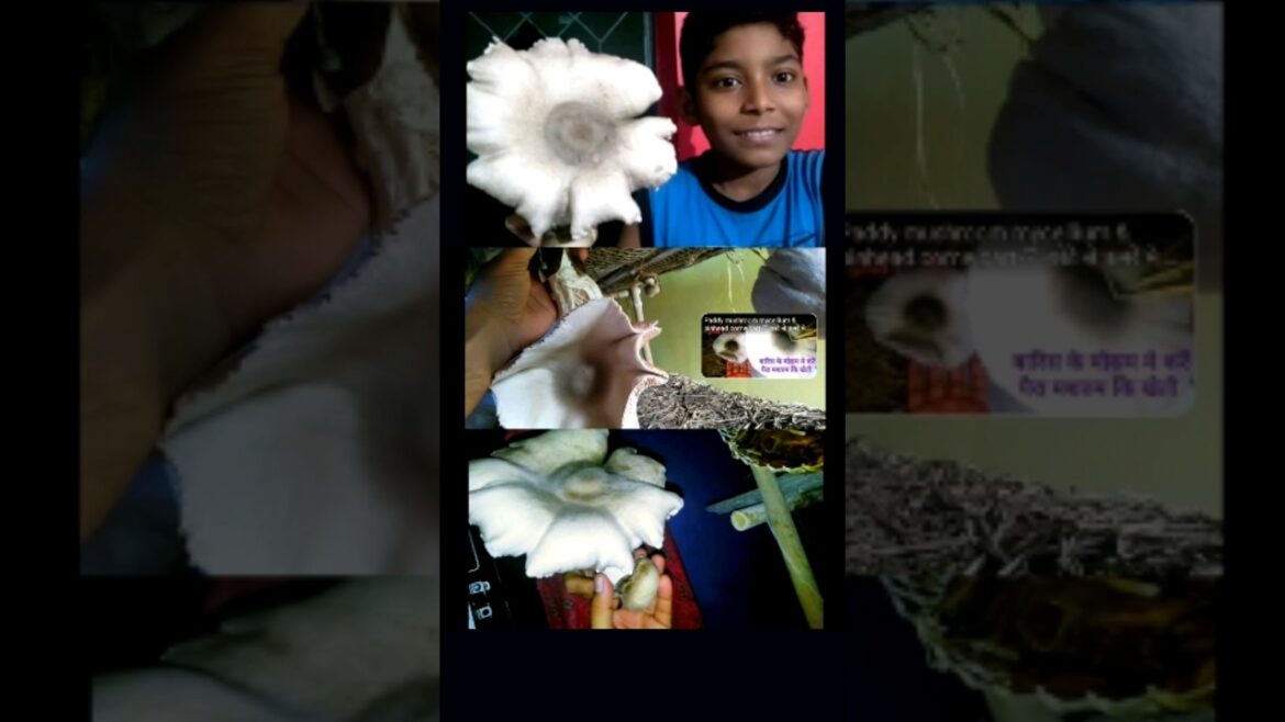 Large size mushrom farming| straw mushroom cultivation| grow