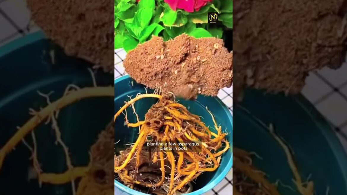 Useful Tips for Gardener’s.#shorts #short #viral #viralvideo #youtubeshorts #gardening #plants #usa Useful Tips for Gardener's.#shorts #short #viral #viralvideo #youtubeshorts #gardening #plants #usa