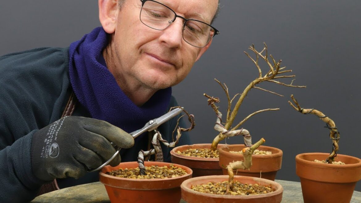 What you need to know about creating interesting bonsai with root cuttings. What you need to know about creating interesting bonsai with root cuttings.