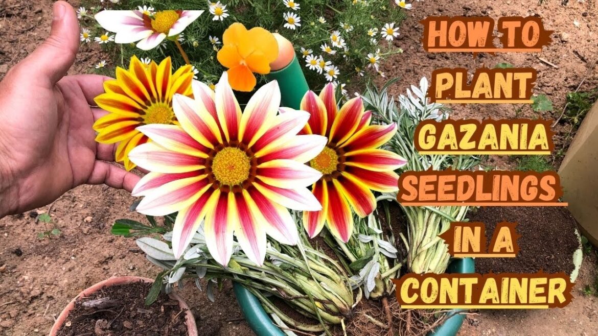 How to Plant Gazania Seedlings in a Container🌼#gazania #gardening #containergardening #gardeningtips How to Plant Gazania Seedlings in a Container🌼#gazania #gardening #containergardening #gardeningtips