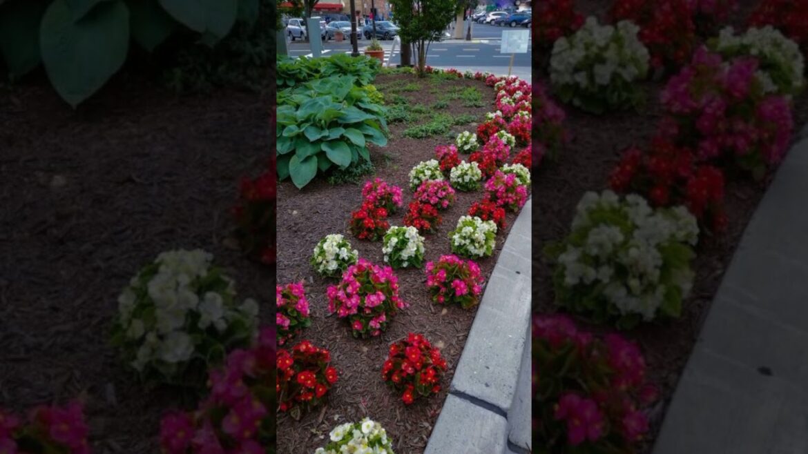 New Front Yard Design ideas