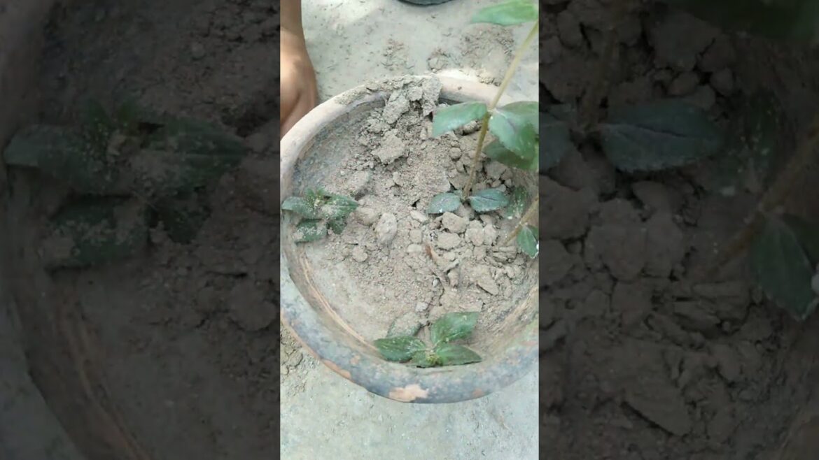 Euphorbia hirta plant #repotting#plants#garden#asthmaplant#shorts#flowers#herbal#herbs#ayurveda#srk