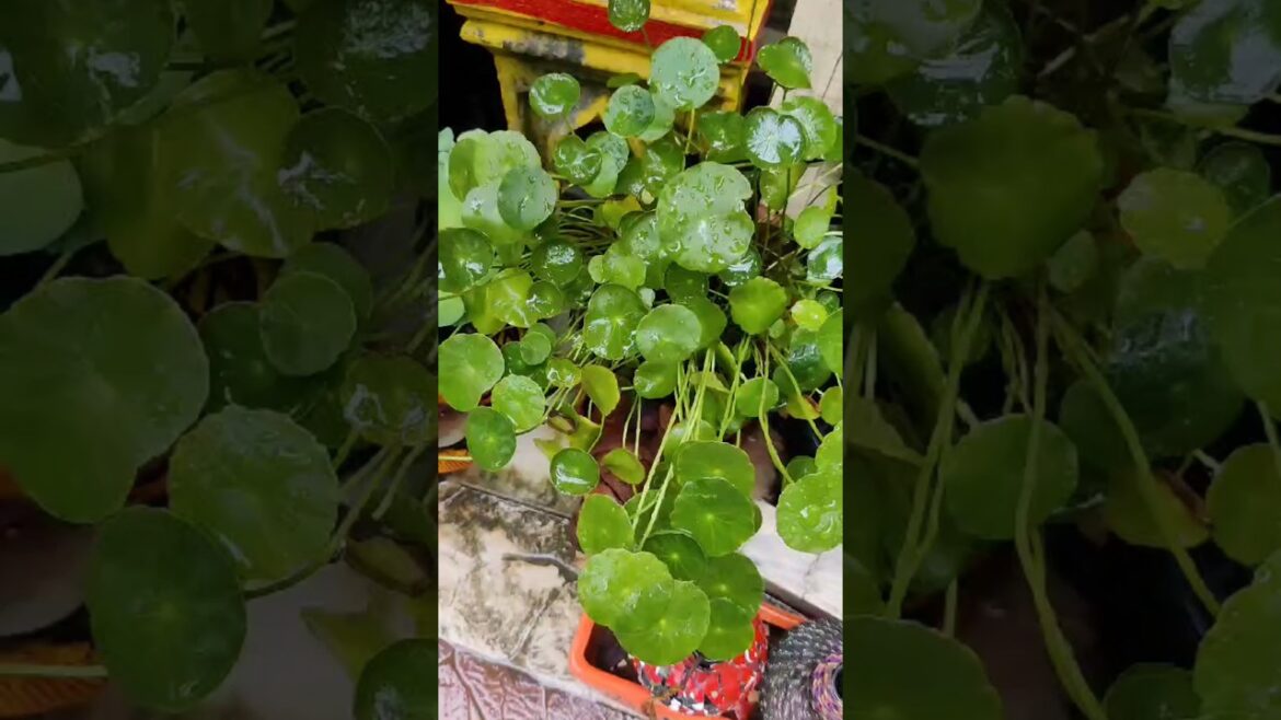 ஒரே மாதிரி தோற்றமுள்ள இரு வேறு தாவரங்களின் வித்தியாசம் காண்போம் வாங்க | #garden #trending #shorts