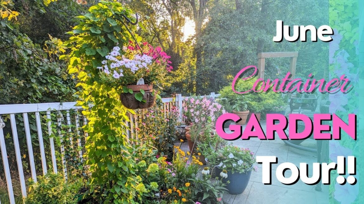 Container Garden Tour in June!! PLUS Propagation Tips & How To Tree Form a Limelight Hydrangea!