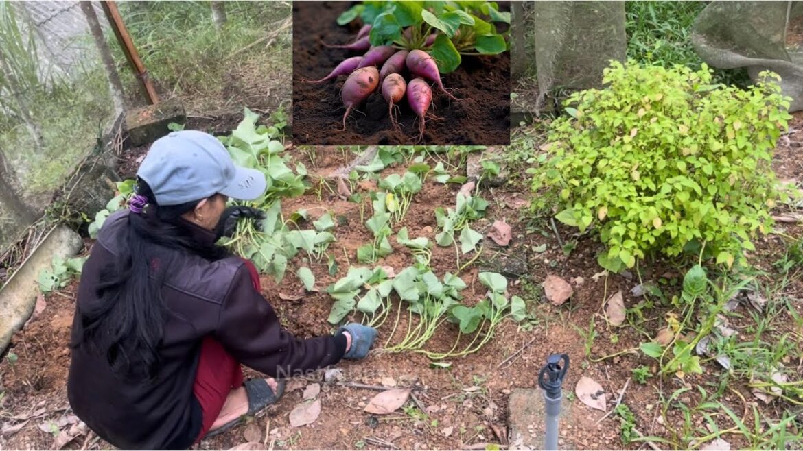 Vegetable gardening, sweet potato growing Vegetable gardening, sweet potato growing