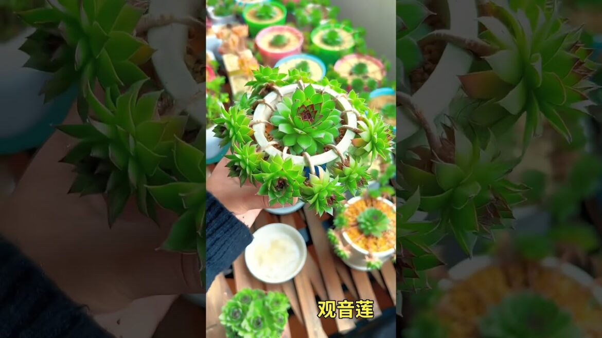 Best Plant to grow, #shorts #gradening #planting Best Plant to grow, #shorts #gradening #planting