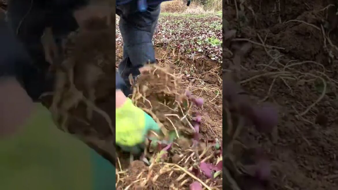 3326 🌱🍏🌳🌷🍆 #PeacefulLiving #clouds #country #landscapephotography #CountryGems