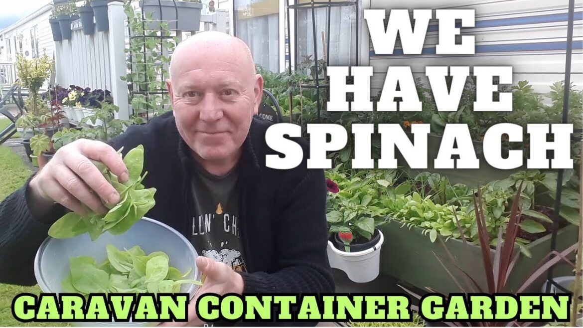 Harvesting Spinach In Our Caravan Container Garden