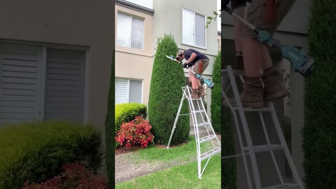 Quick Yard Cleanup 15#YardCleanUp #LawnCare #LawnMaintenance #GardeningTips #TrimmingTips Quick Yard Cleanup 15#YardCleanUp #LawnCare #LawnMaintenance #GardeningTips #TrimmingTips