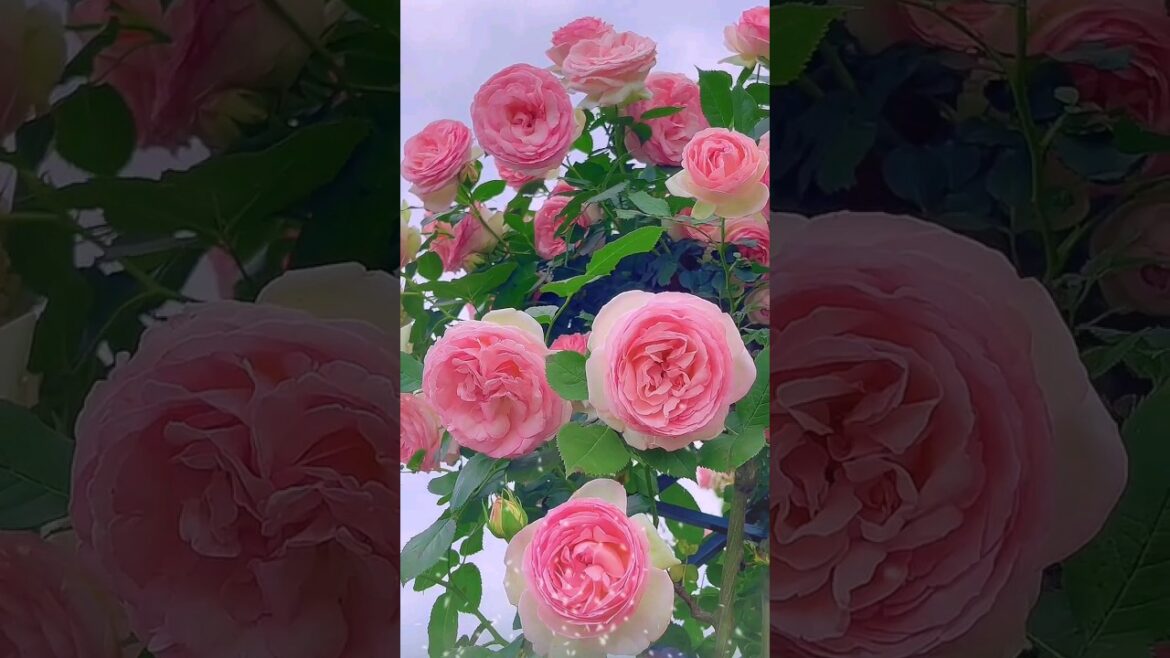 Natural Rose🌹#Shorts #rose #natural #flowers