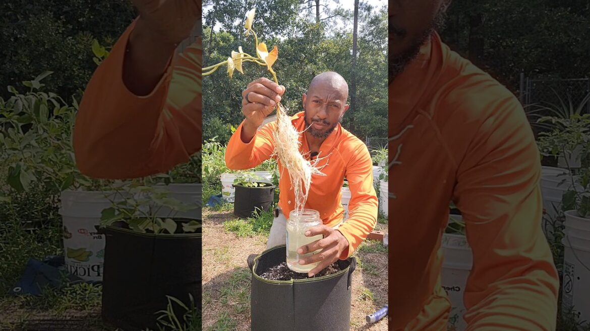 Never Buy Sweet Potato Slips #sweetpotatoes #organicgardening #vegetablegardening Never Buy Sweet Potato Slips #sweetpotatoes #organicgardening #vegetablegardening