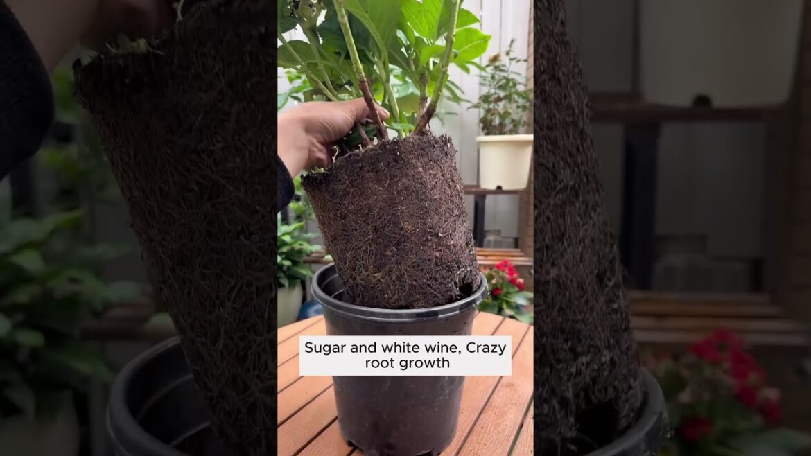 Subscribe for more such Gardening Tips & Ideas 👈🍁 #garden #gardening #gardeningideas #gardeningtips