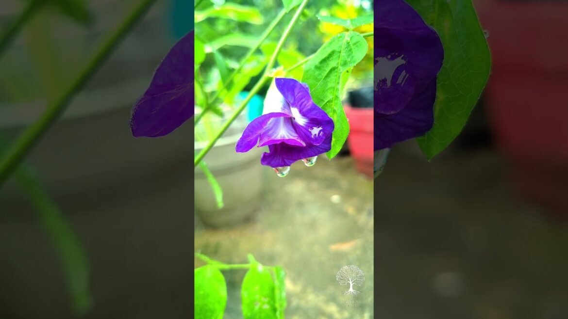 Aprajita || Garden || Flower || Gardening #shortvideo