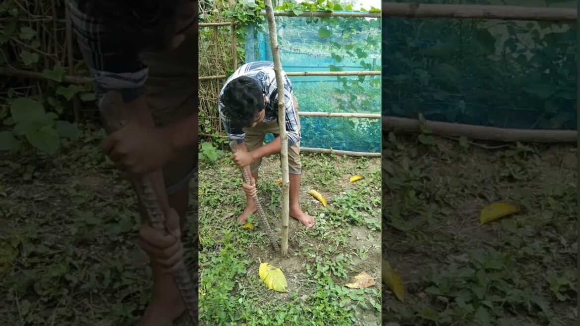 drumstick plant from cutting#garden #gardening#trending #food #rice#harvesting #repotting #recyclebo drumstick plant from cutting#garden #gardening#trending #food #rice#harvesting #repotting #recyclebo